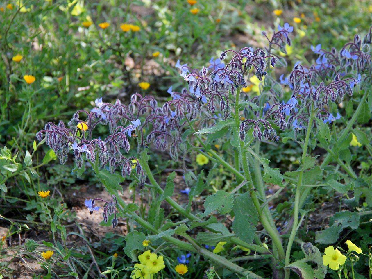 Image of borage