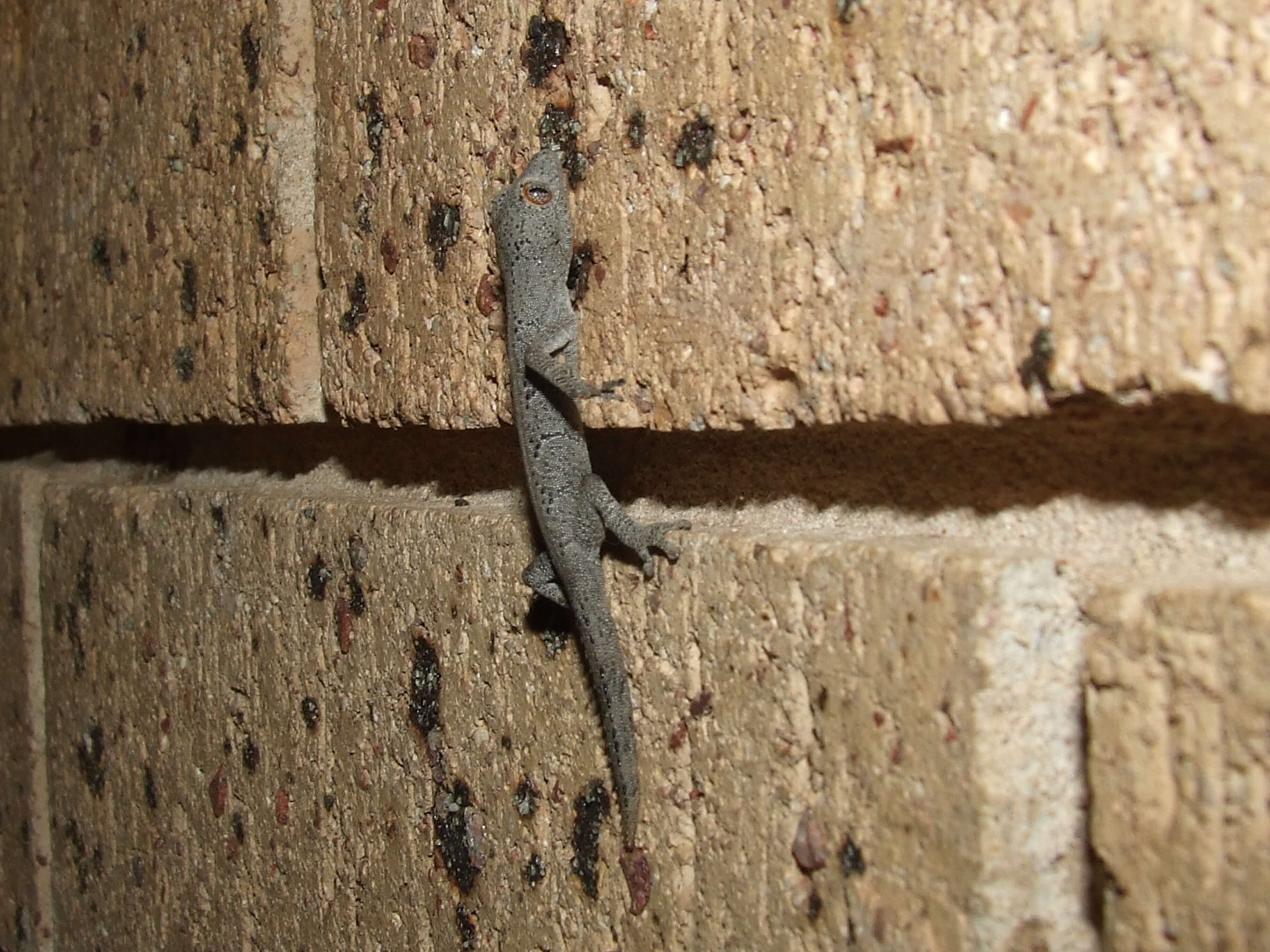 Image of Diplodactylidae