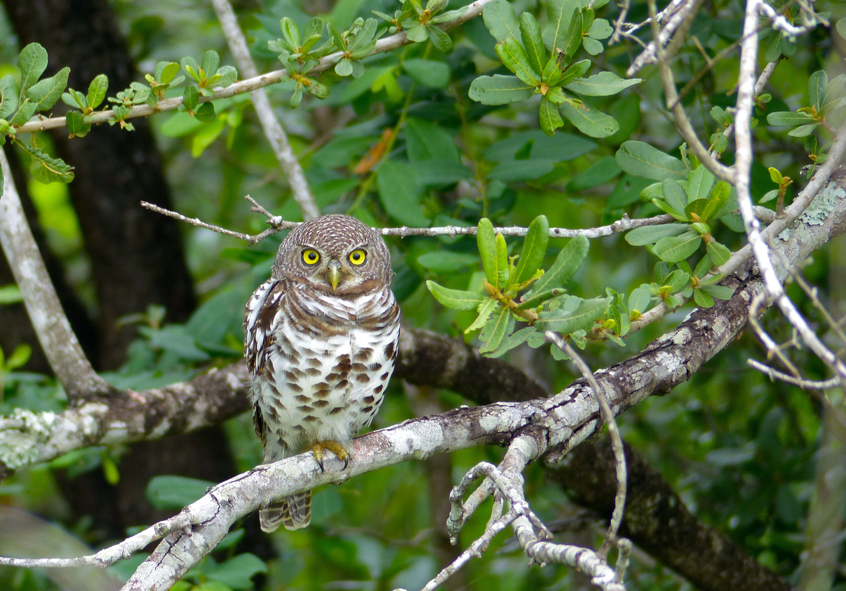 Image of Glaucidium Boie & F 1826