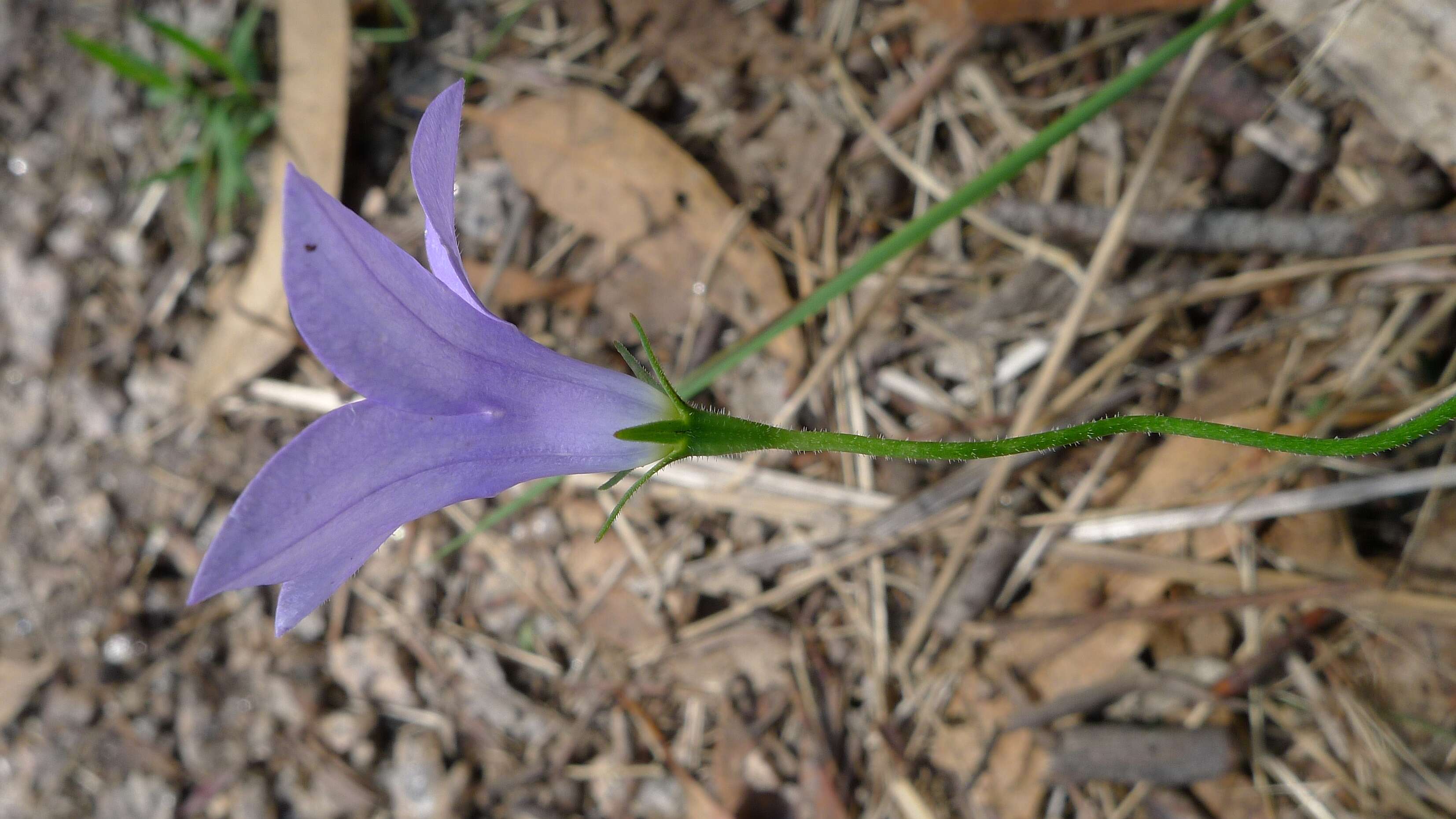 Image of Wahlenbergia stricta (R. Br.) Sweet