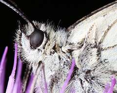 Image of Melanargia