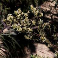 Image of Baccharis linearifolia (Lam.) Pers.