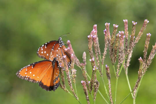 Image of vervain