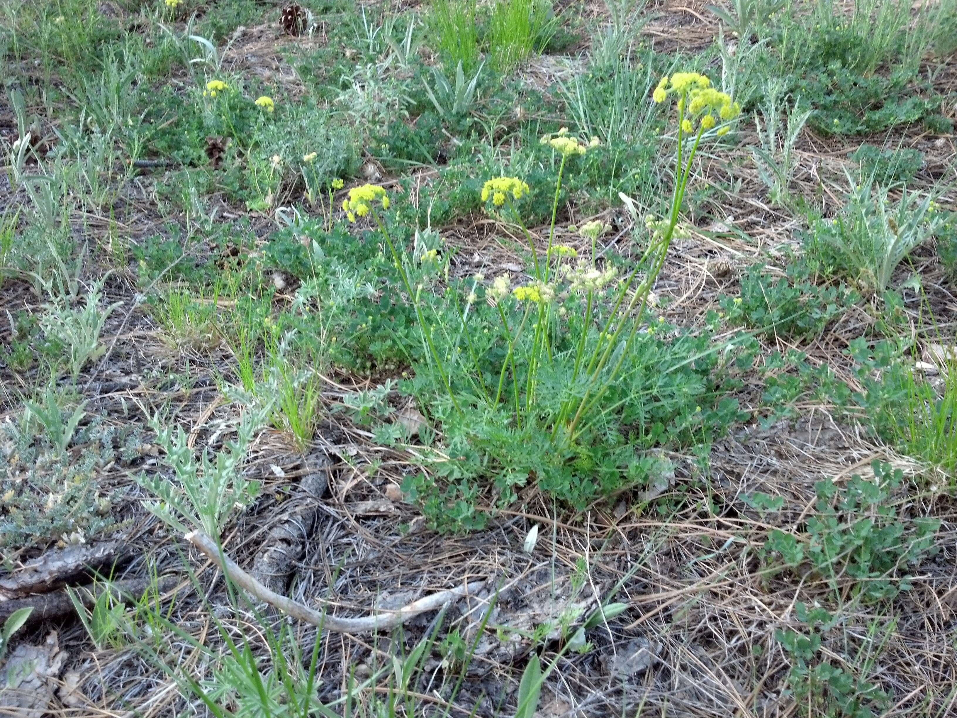 Imagem de Cymopterus lemmonii (J. M. Coult. & Rose) Dorn