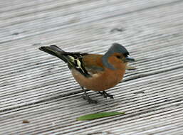 Image of Fringilla Linnaeus 1758