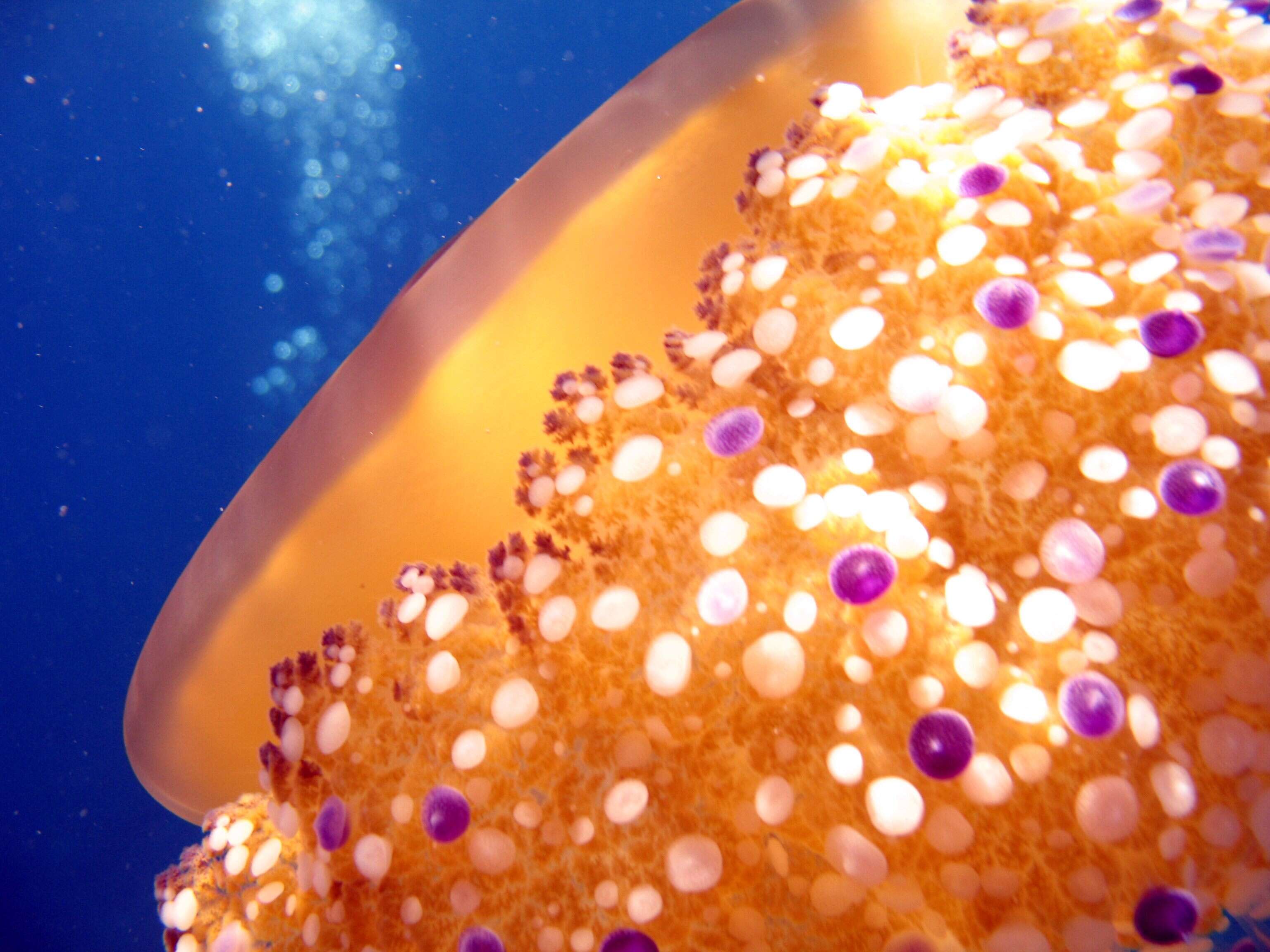 Image of Cotylorhiza Agassiz 1862