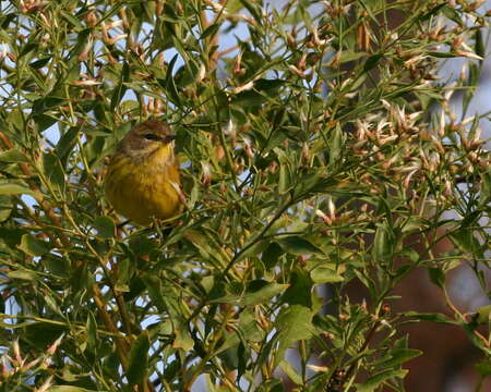 Image of Dendroica