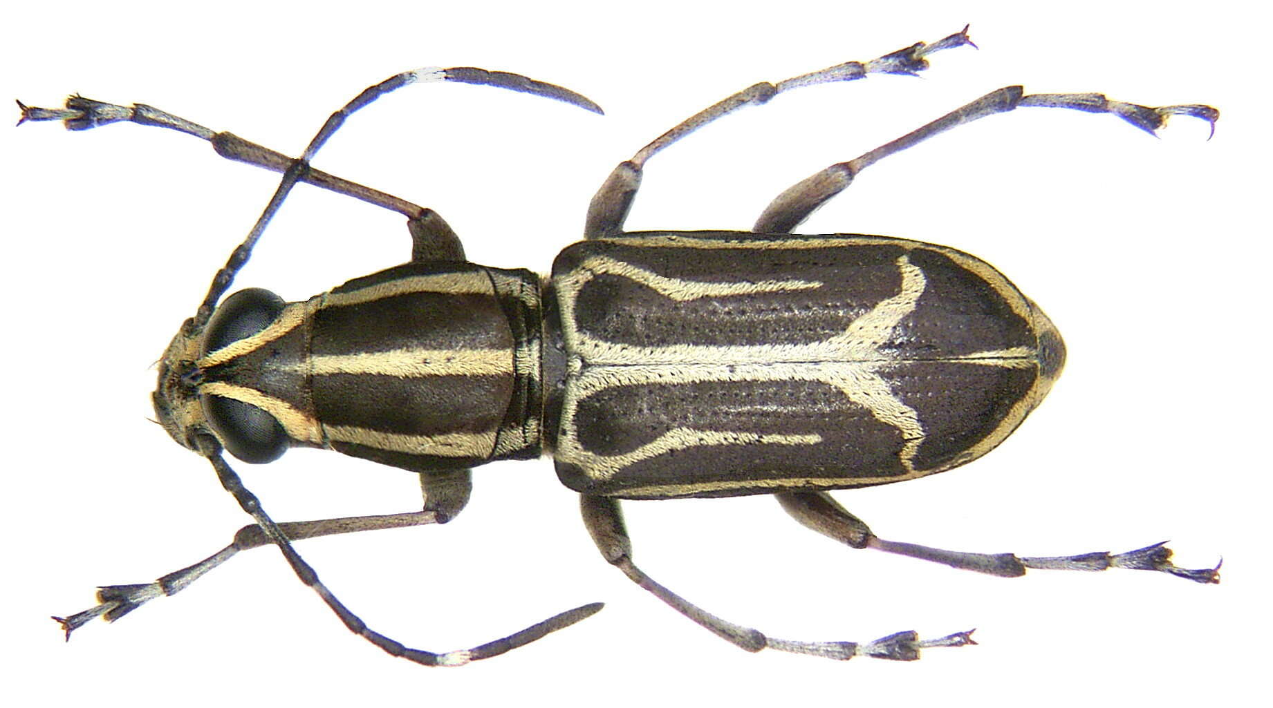 Image of Xenocerus