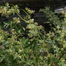 Image of Alpine Fleeceflower