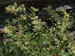 Image of Alpine Fleeceflower