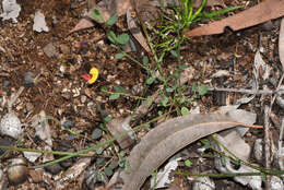 Plancia ëd Bossiaea modesta J. H. Ross