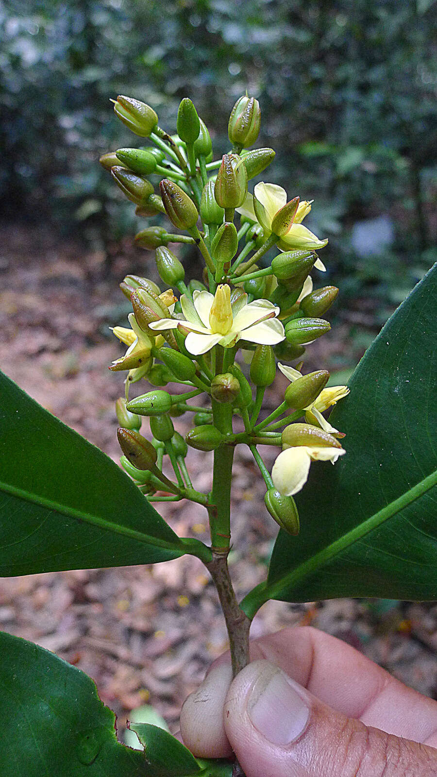 صورة Ouratea gigantophylla (Erhard) Engl.