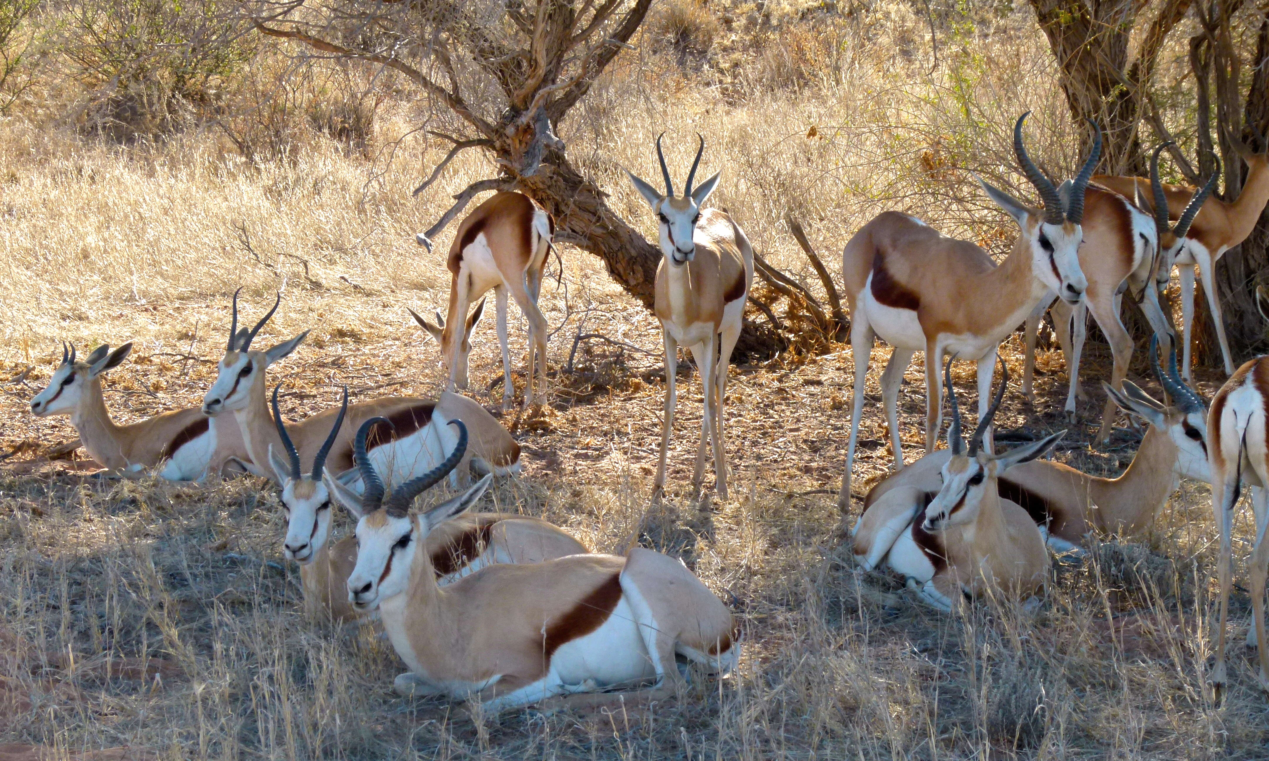 Image of Springbok