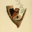 Image of Reddish Scops-Owl