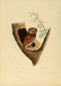 Image of Reddish Scops-Owl