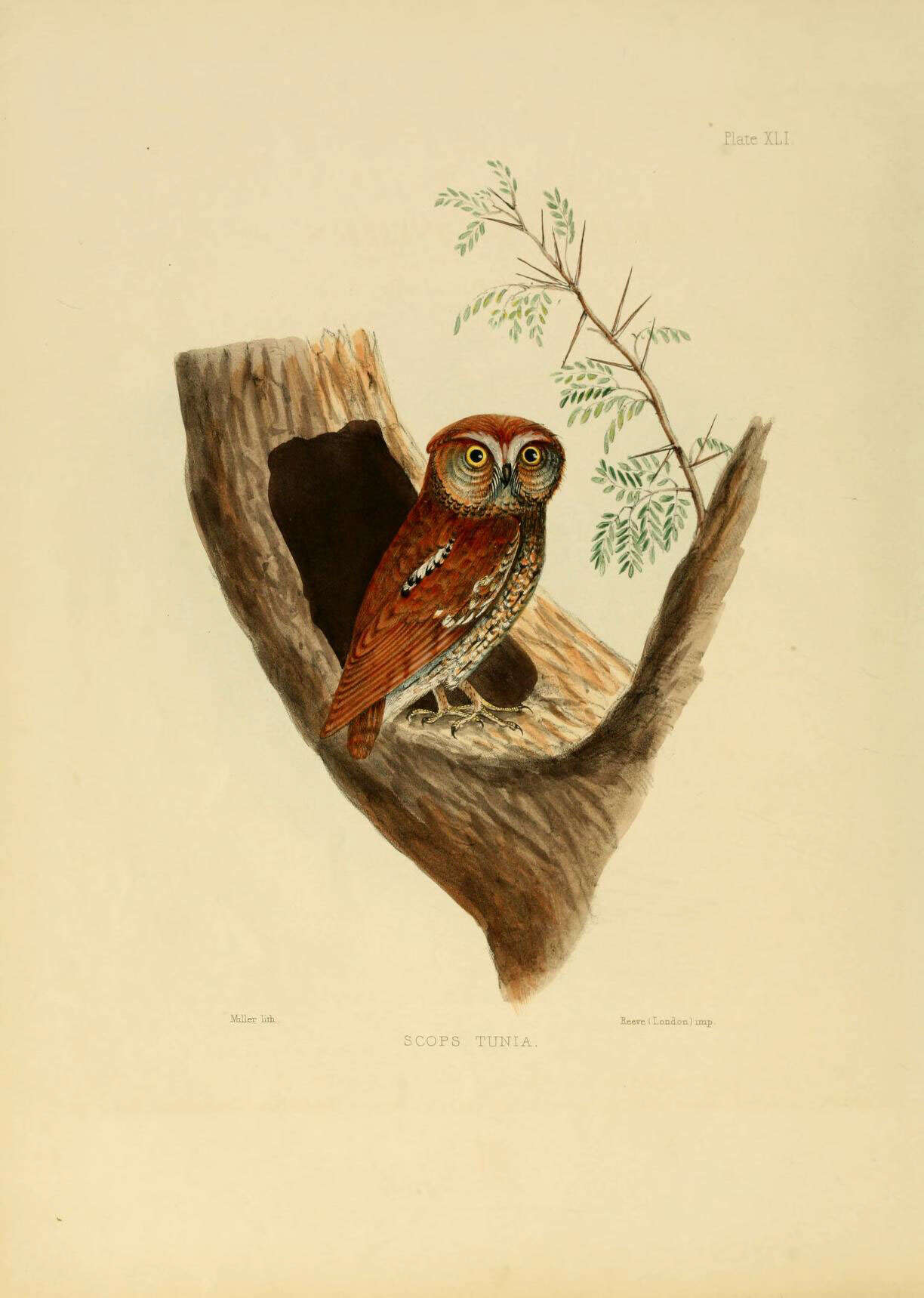 Plancia ëd Otus rufescens (Horsfield 1821)