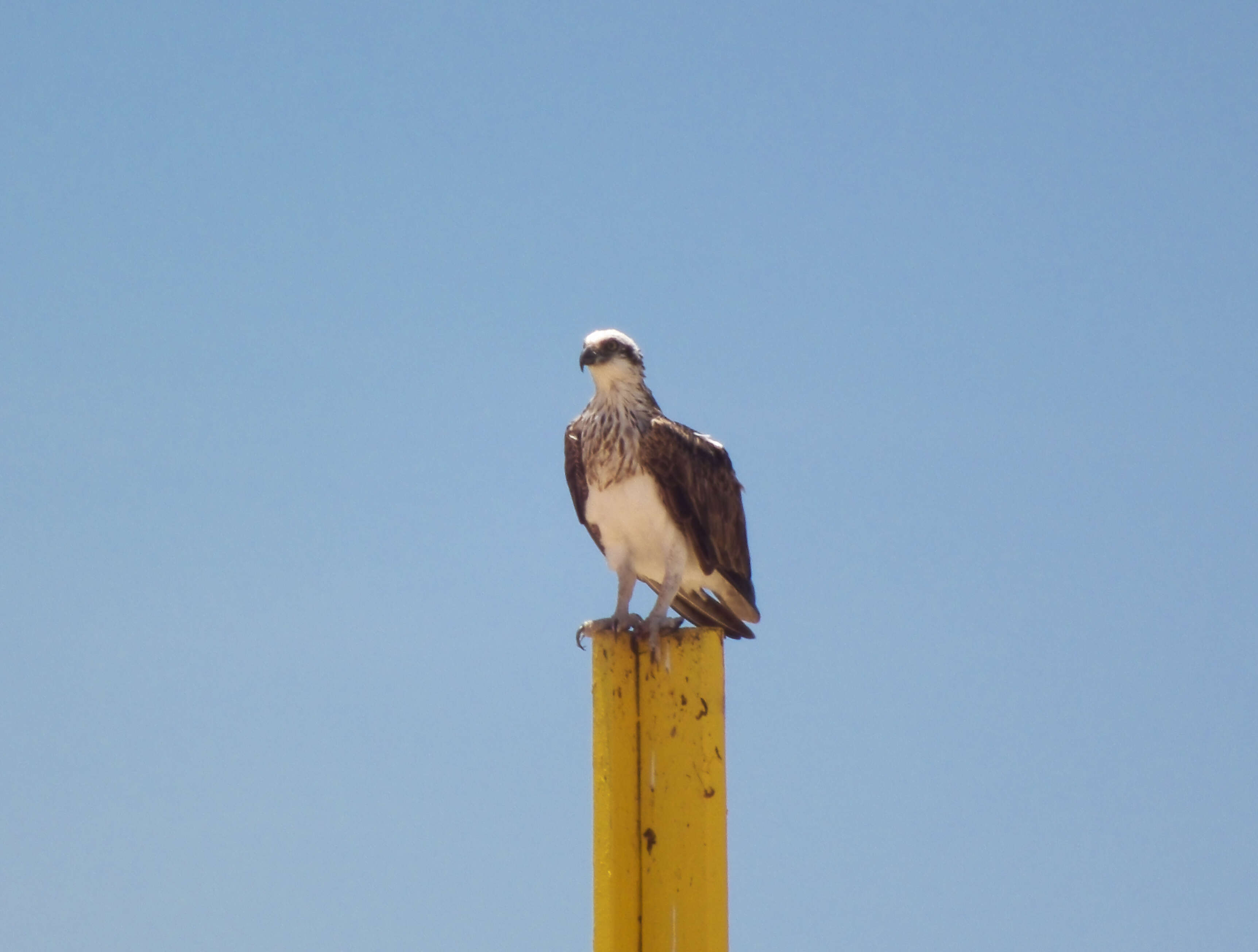 Image of ospreys