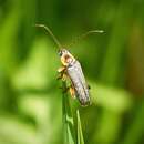 Image of Cantharis decipiens