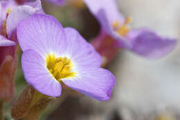 Imagem de Aubrieta columnae Guss.