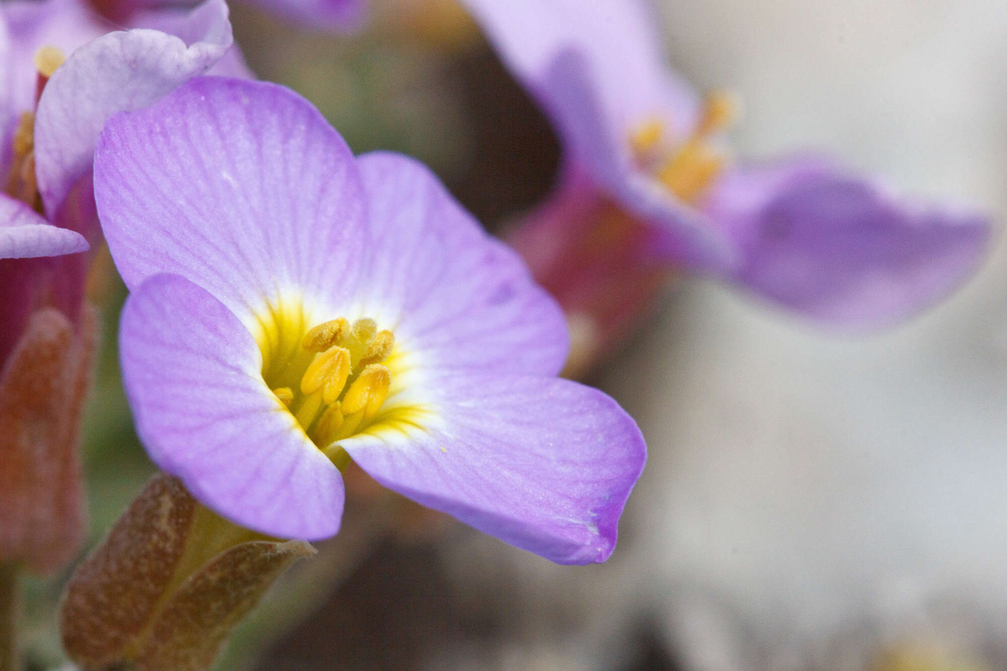 Imagem de Aubrieta columnae Guss.