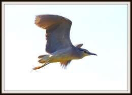 Image of Night Herons