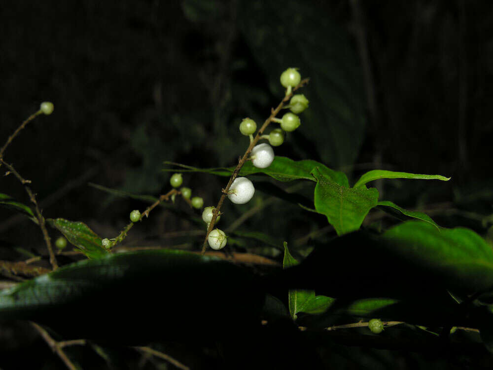 Image of Gonzalagunia osaensis C. M. Taylor