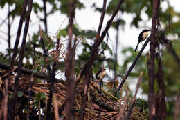 Donacobiidae resmi