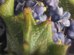 Image of Calistoga ceanothus