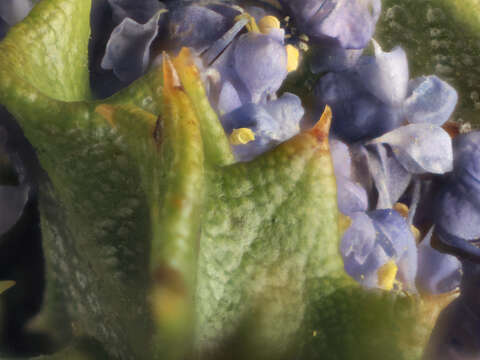 Image of Rincon Ridge ceanothus