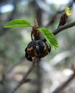 Colubrina texensis (Torr. & Gray) Gray resmi