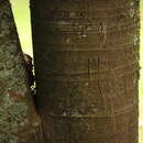 Image of Ficus gigantosyce Dugand