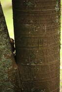 Image of Ficus gigantosyce Dugand