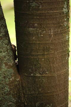 Ficus gigantosyce Dugand的圖片