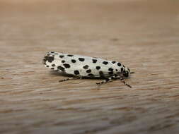 Image of Ethmia clytodoxa Turner 1917