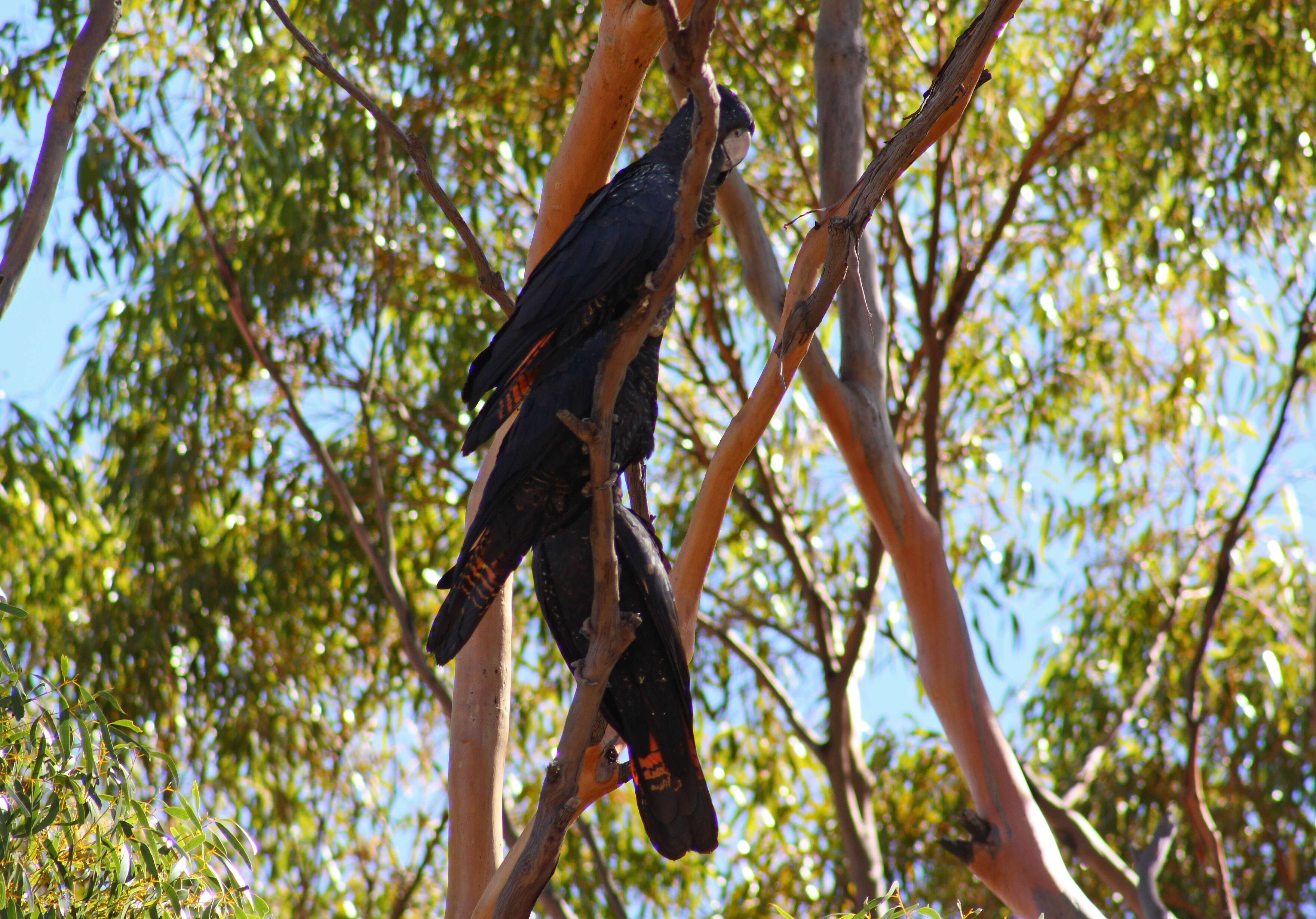 Image of Calyptorhynchus Desmarest 1826