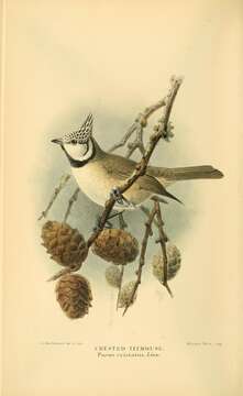 Image of Lophophanes Kaup 1829