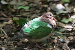 Image of Common Emerald Dove