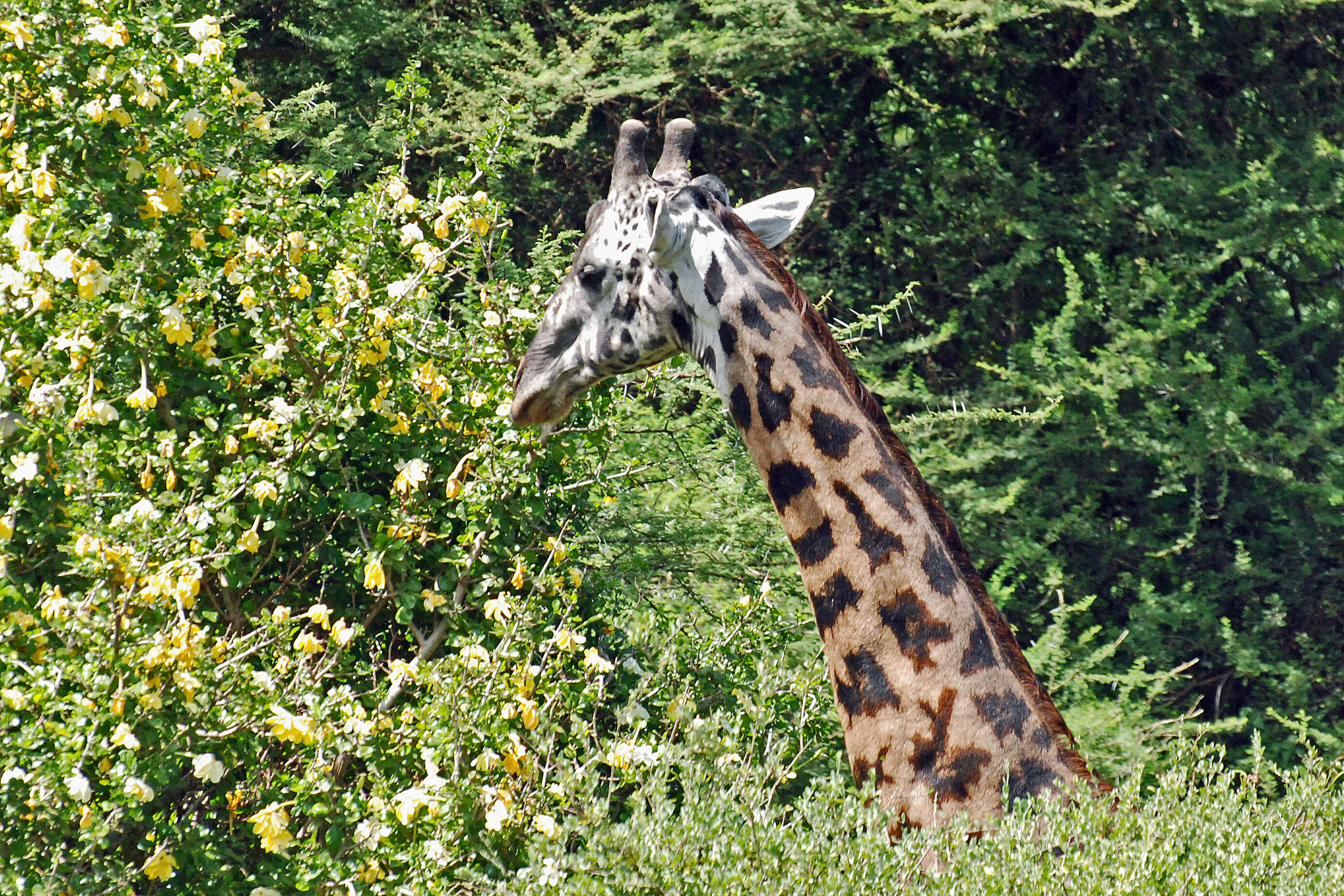 Image of Giraffe