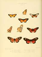 Image of Acraea acerata Hewitson 1874