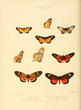 Image de Acraea acerata Hewitson 1874