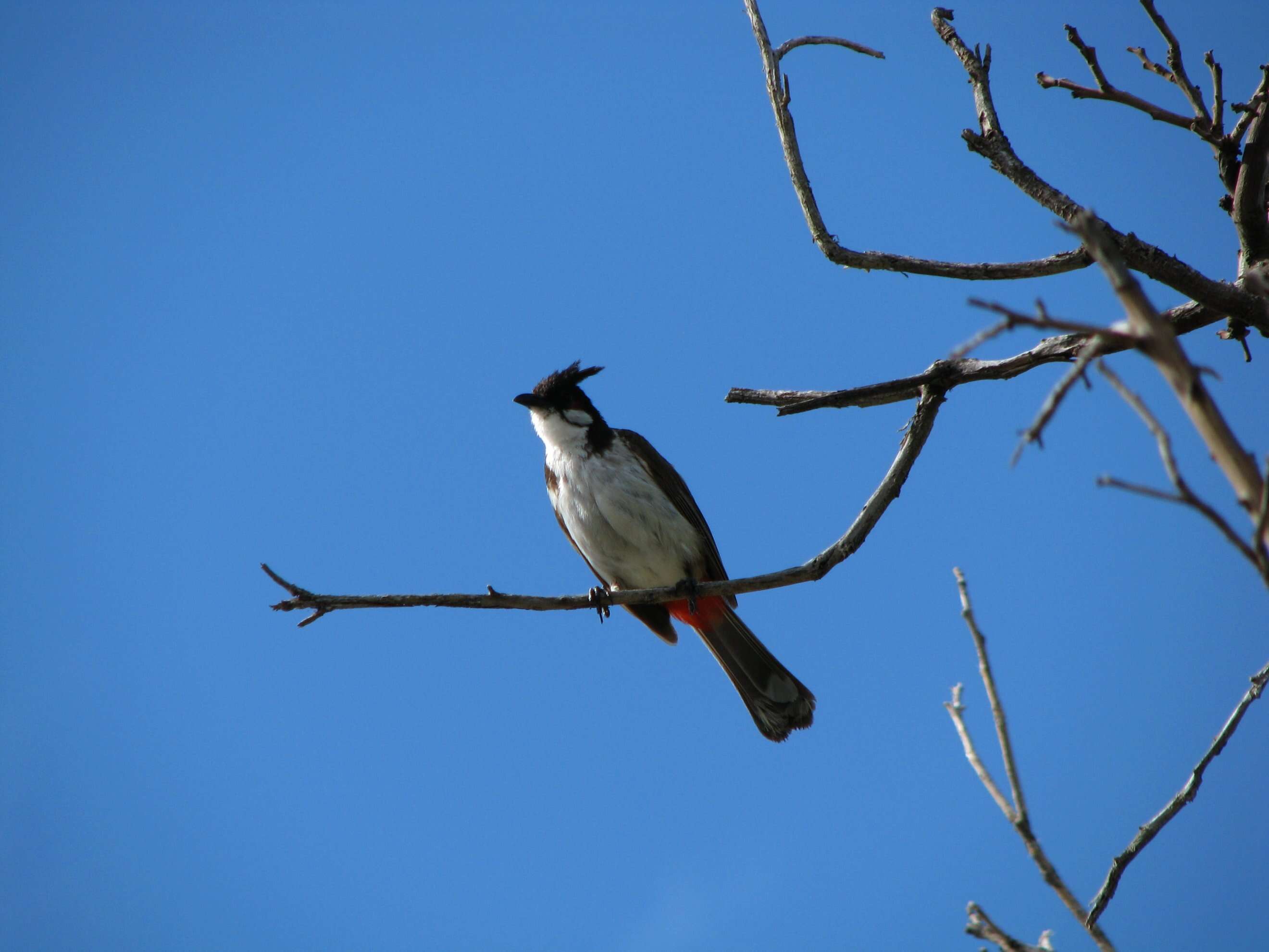 Image of Red-whiskered Bulbul