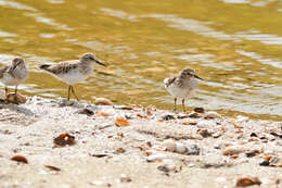 Image of Calidris Merrem 1804