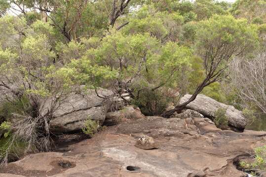 صورة Leptospermum morrisonii J. Thompson