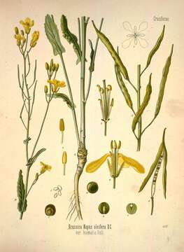 Слика од Brassica napus subsp. napus