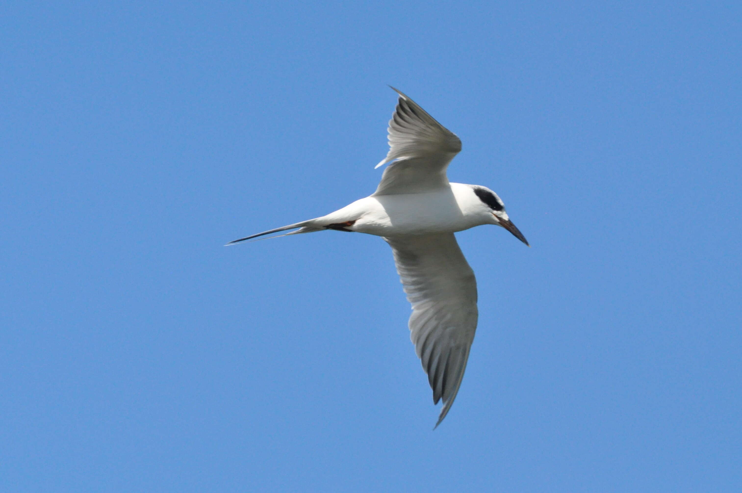 Image of Forster's Tern