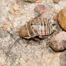 Image of Plain Banded Cockroach