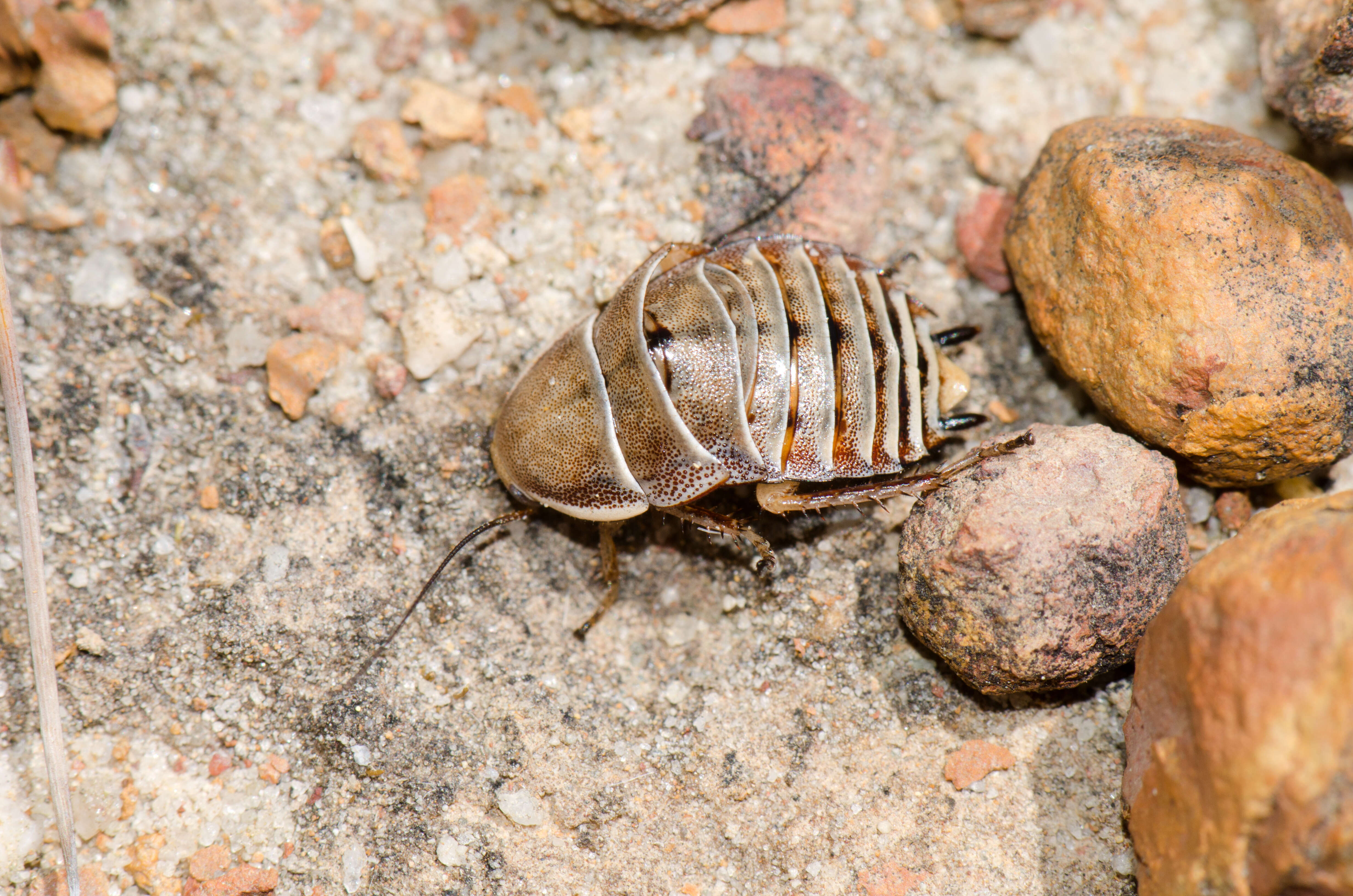 Image of Plain Banded Cockroach