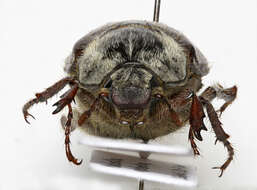 Image of Common cockchafer