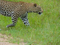 Image of Leopard