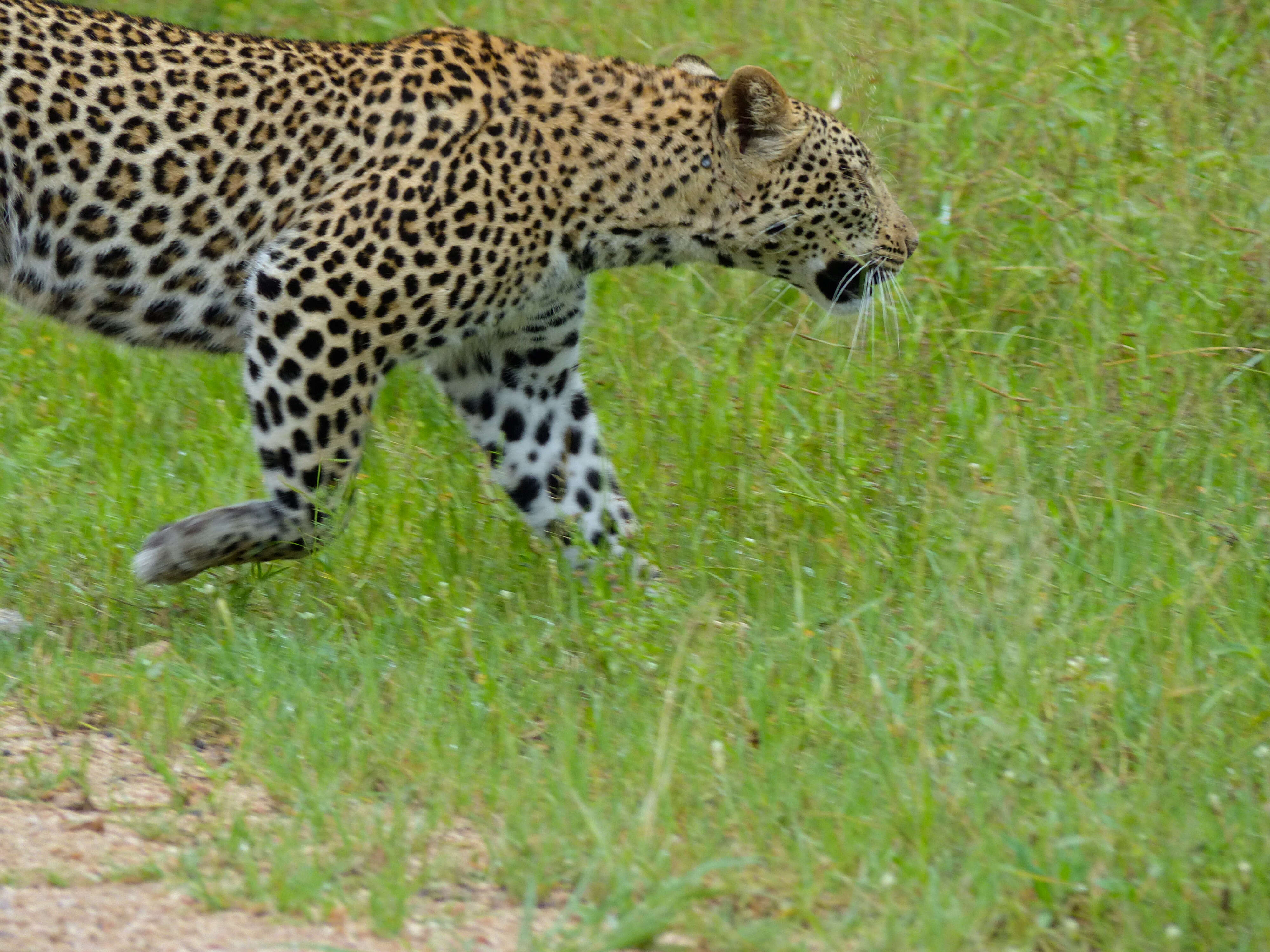 Image of Leopard